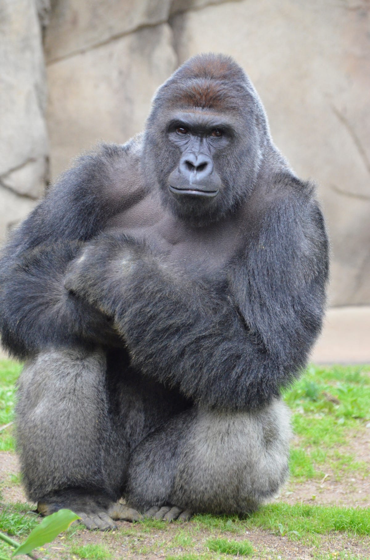 Yes Elon Musk Did Drop A Track About Harambe Listen To It Here - 