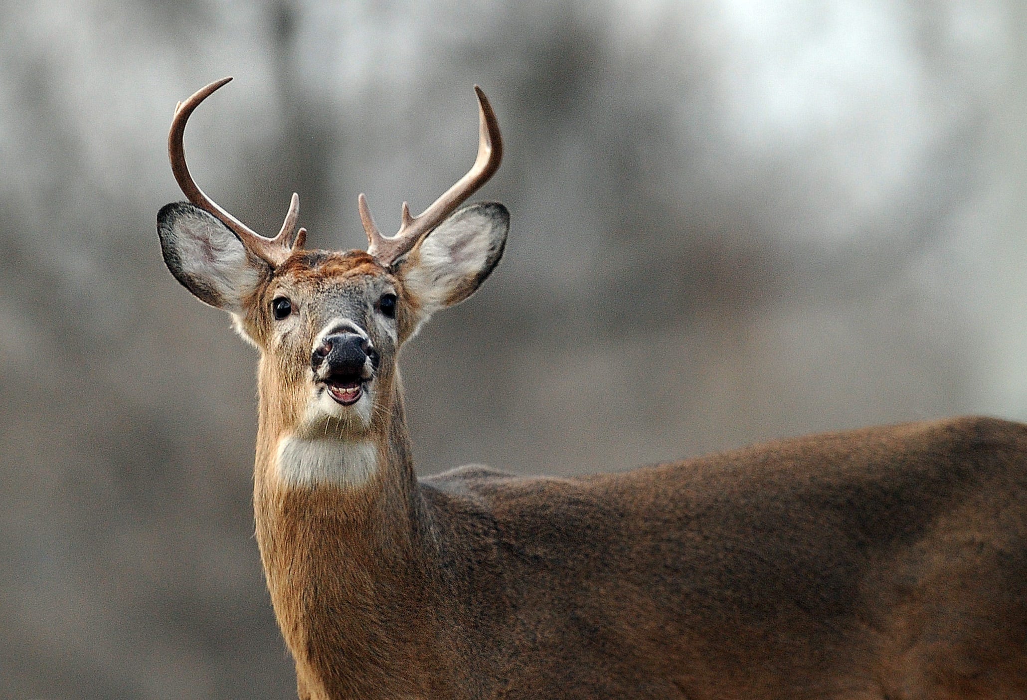 Indiana women charged with using bait to hunt deer while filming TV show