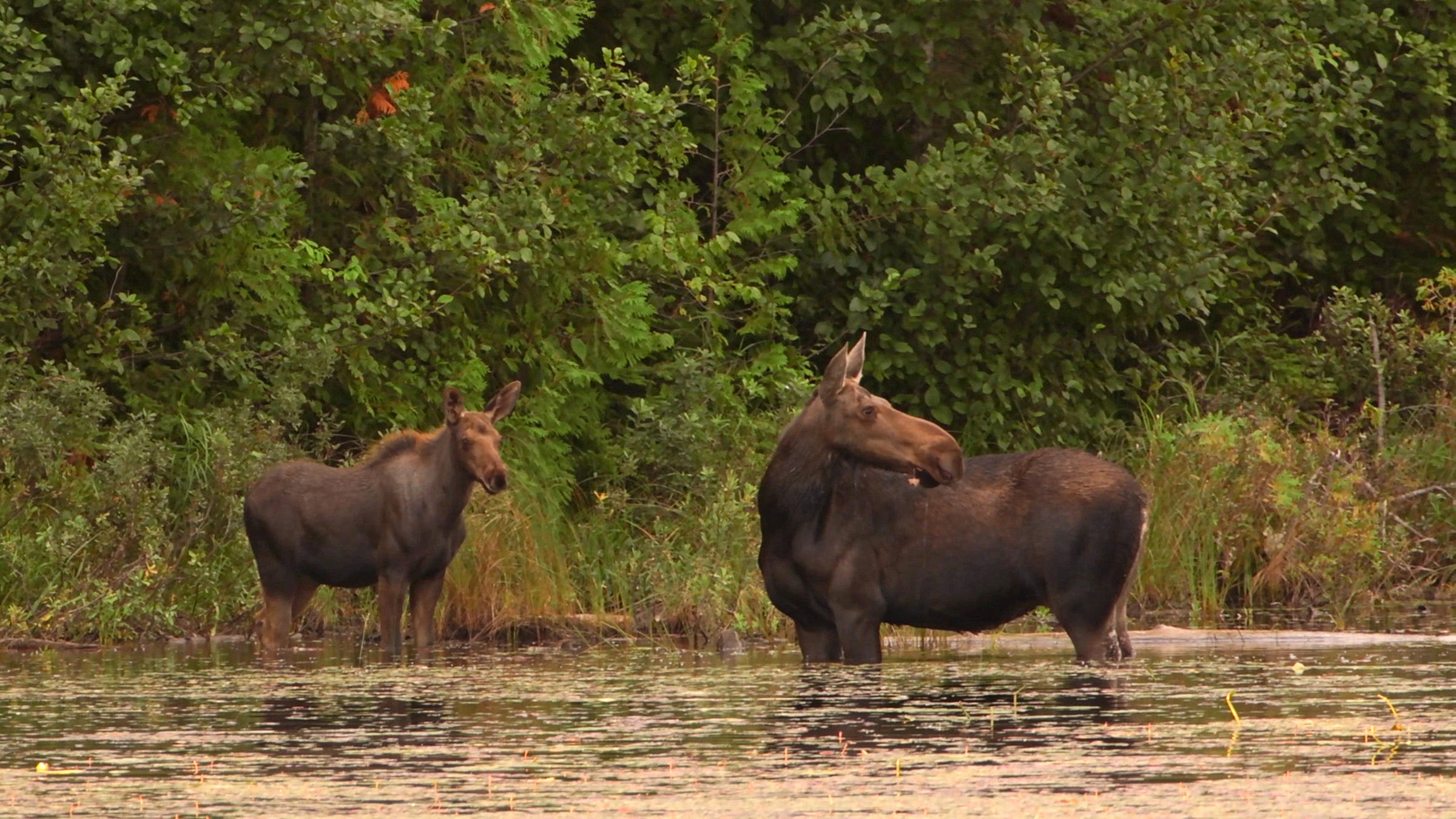 A cow moose and her calf stand in an inland lake at Isle Royale National Park in August of 2015. The aquatic plant water shield grows in several of Isle Royale's lakes, a summer delicacy for moose.