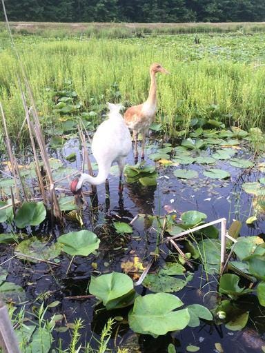 Indiana whooping crane killing latest loss for rare birds