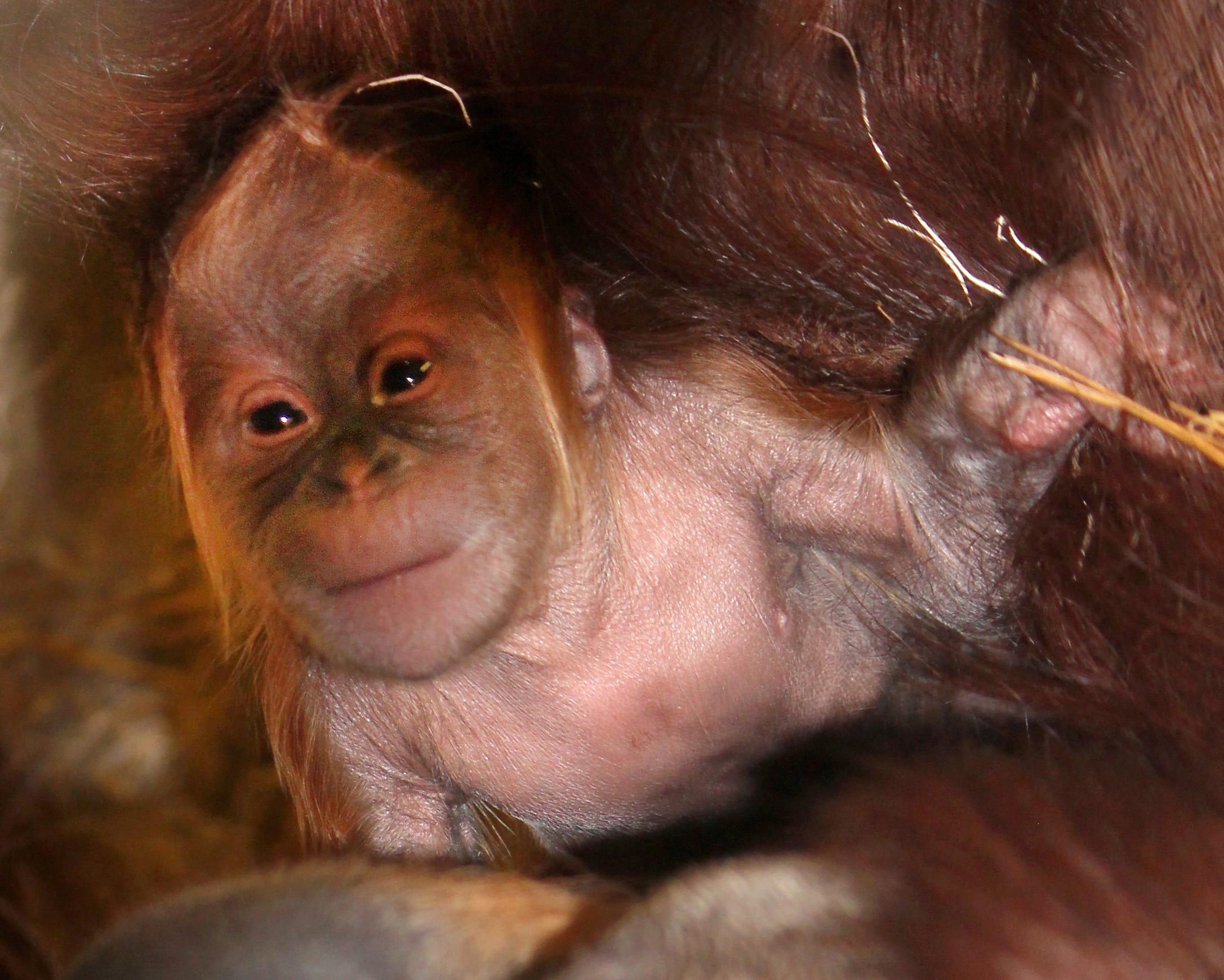 Indianapolis Zoo joins #CuteAnimalTweetoff competition