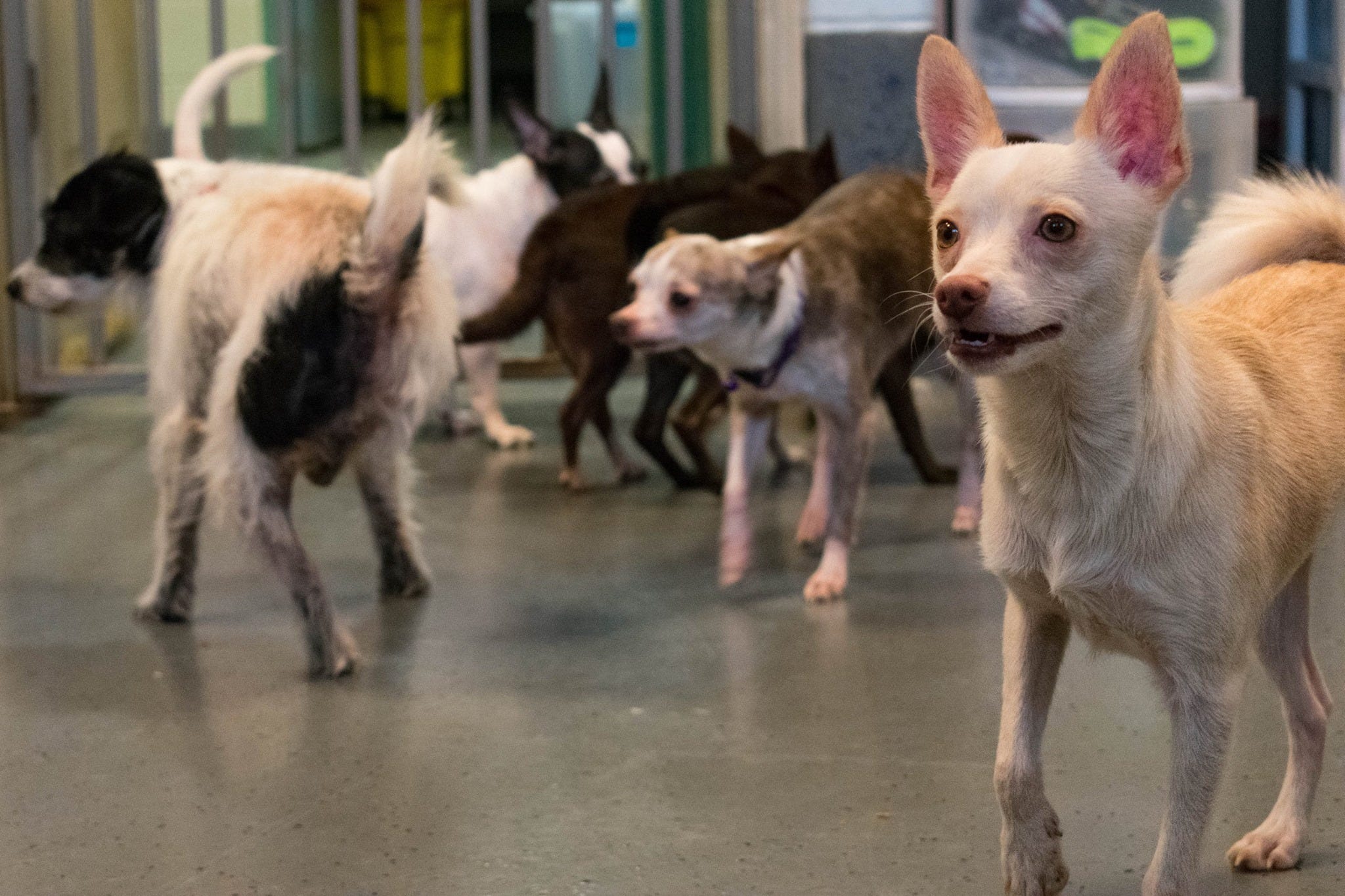 23 rescued chihuahuas that need your help