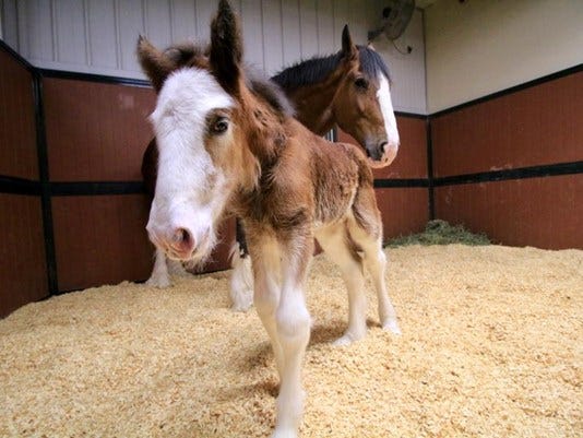 Meet Jake! New Clydesdale foal born at Warm Springs Ranch