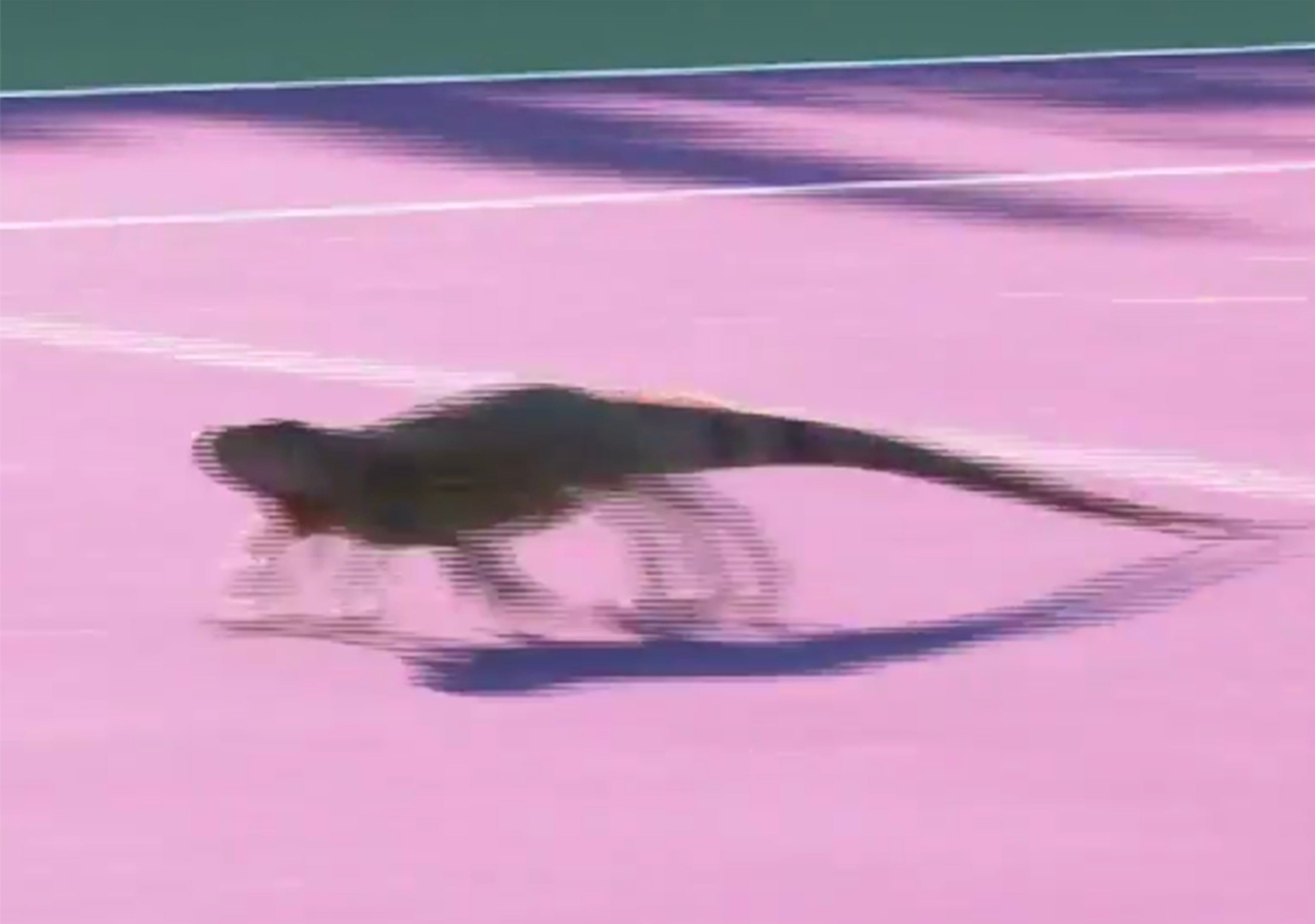 Chill iguana interrupts Miami Open match