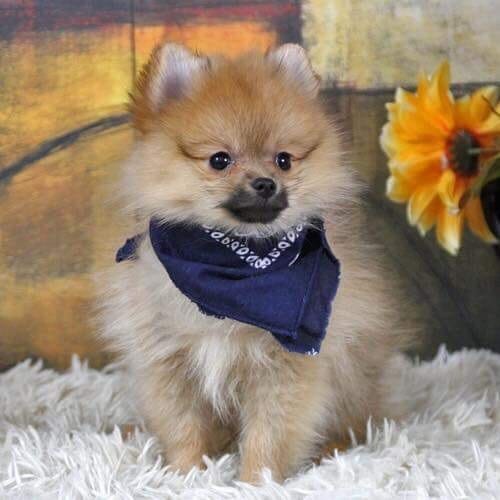 Pomeranian found safe after being stolen from Fishers pet store
