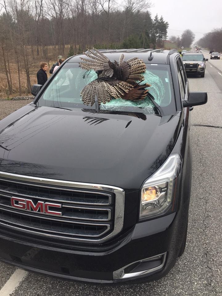 30-pound turkey impales family's windshield in LaPorte County