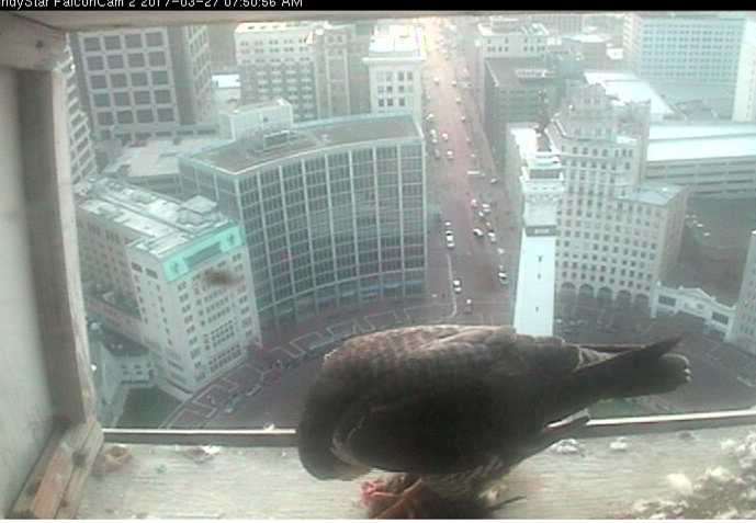 New female falcon rules the nest box