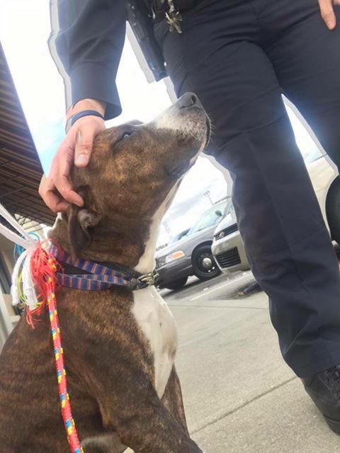 IMPD officers stop to help injured dog