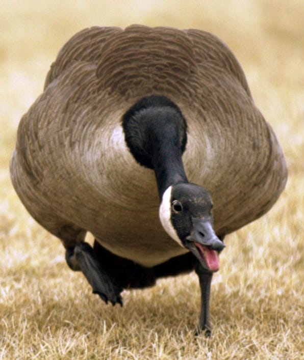 A father used a plastic bat to defend his son from an aggressive goose, now he's heading to court