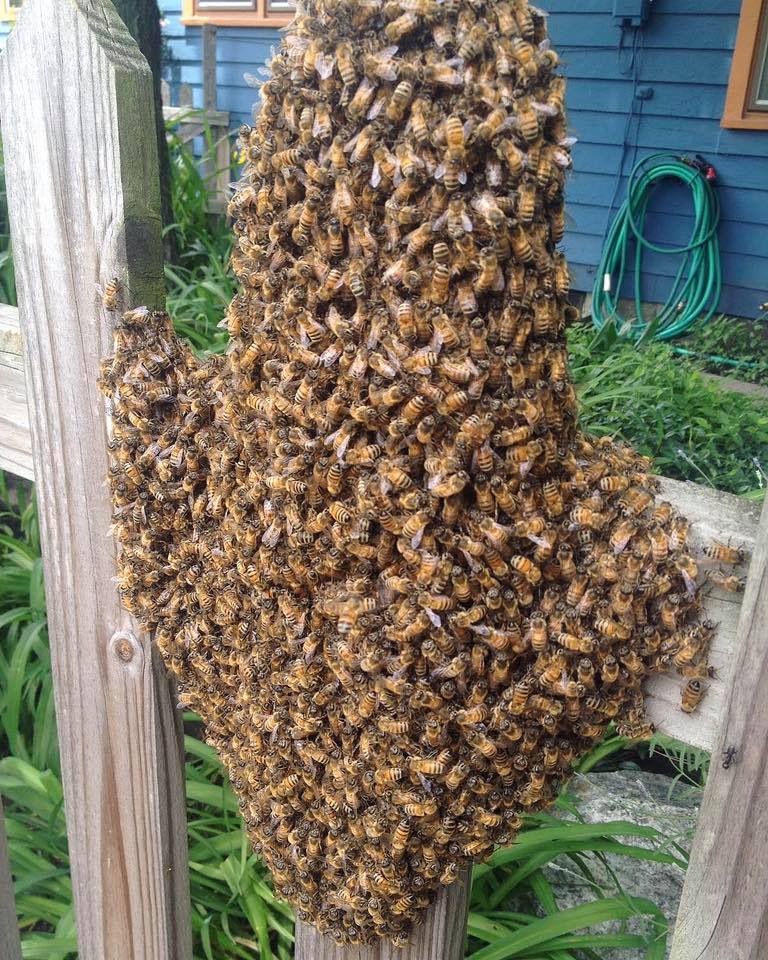 What you should do if you see a bee swarm like this