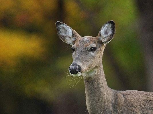 Indiana turkey hunters have ‘once in a lifetime encounter’ with friendly deer