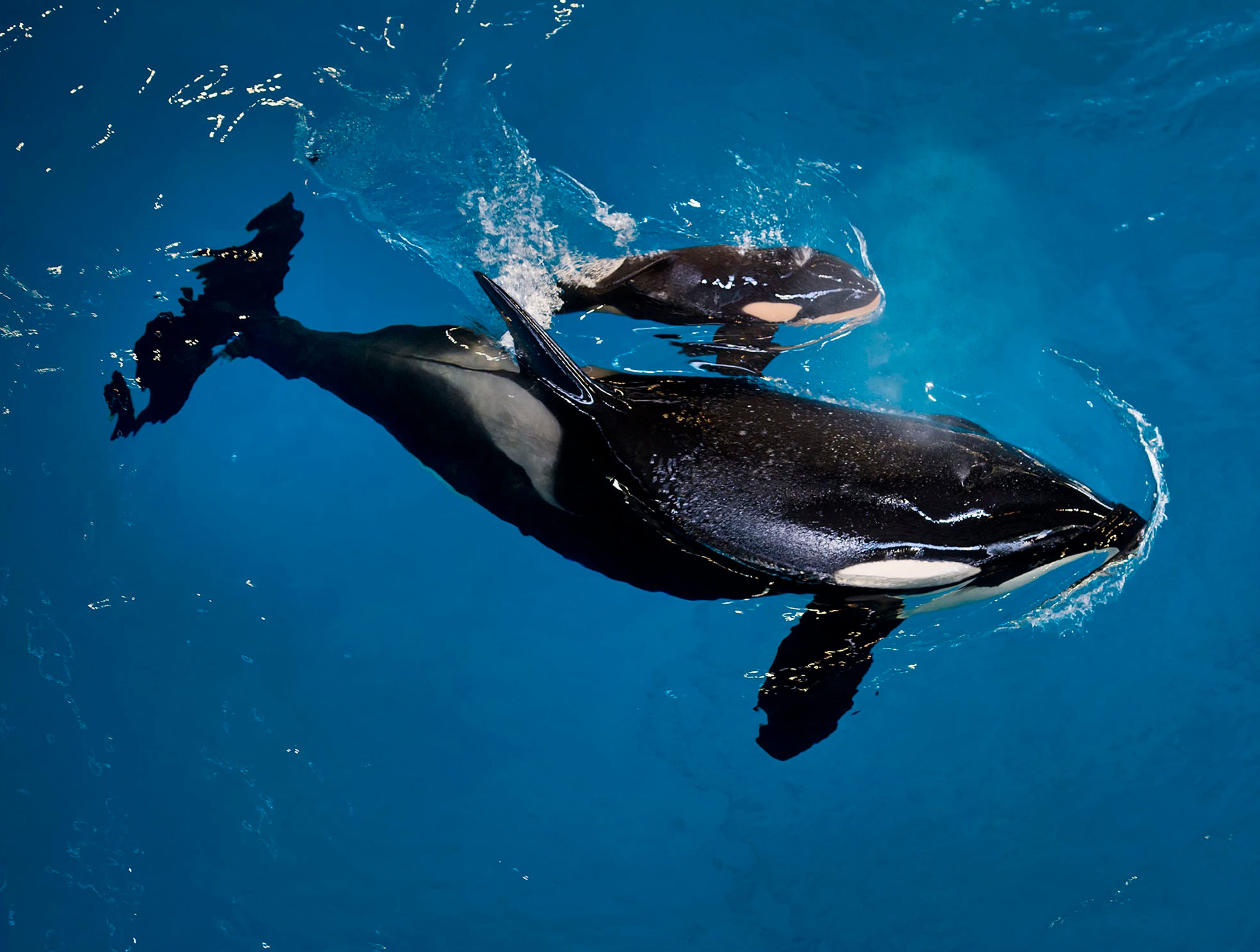 Last orca calf born in captivity at SeaWorld park dies