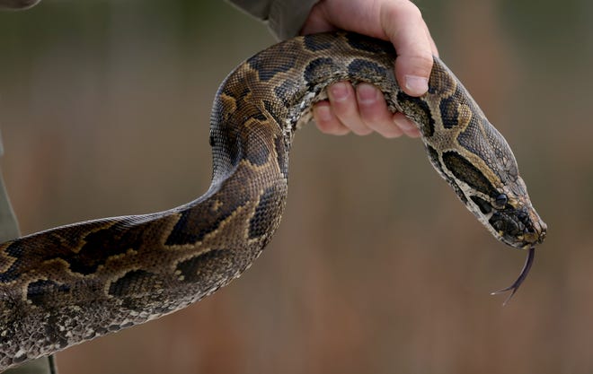 File picture: A Florida Fish and Wildlife Conservation Commission technician holds a North African Python during a press conference in the Florida Everglades about the non-native species on January 29, 2015 in Miami.