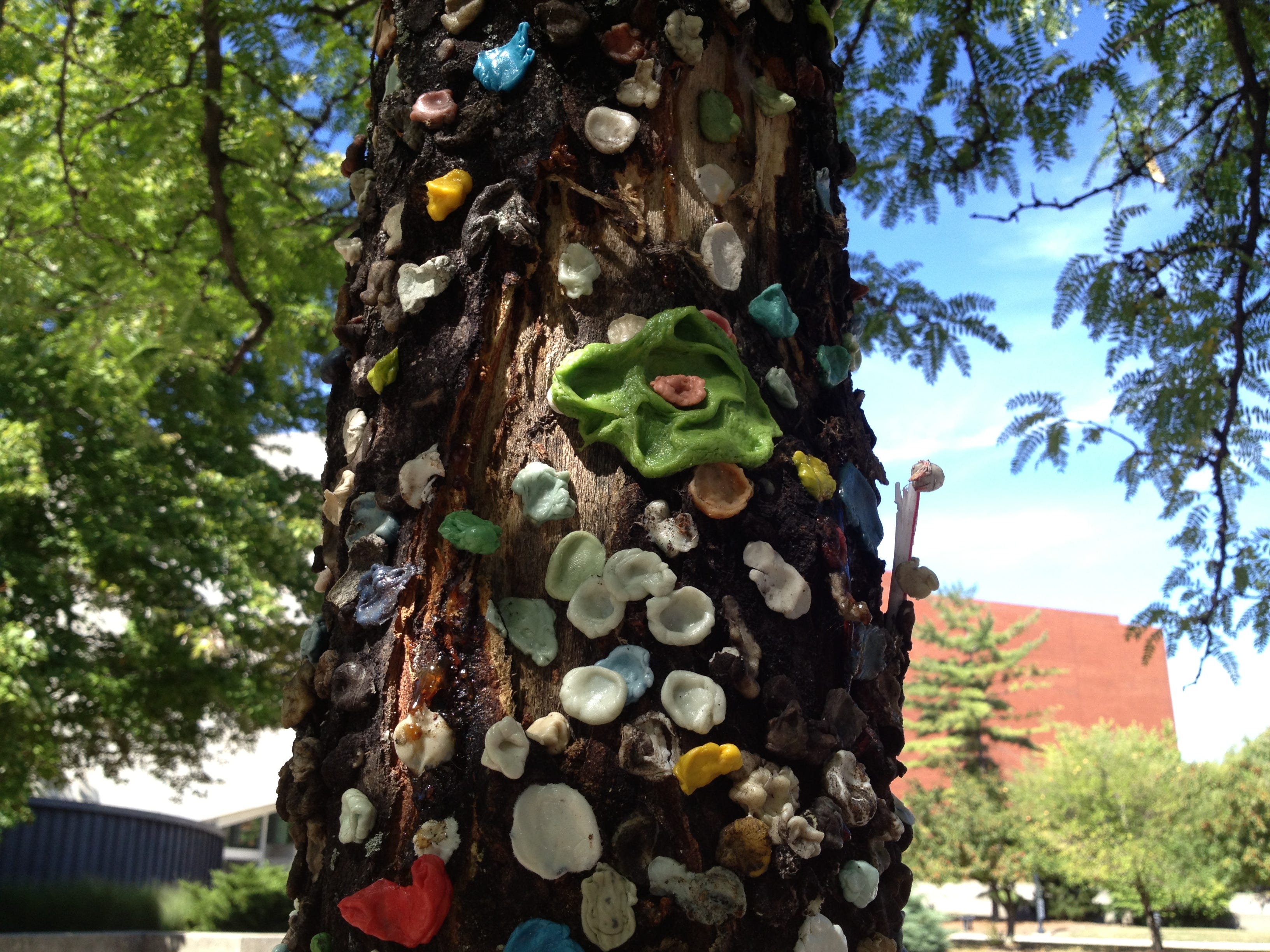 Why Ball State chopped down 'gum tree'