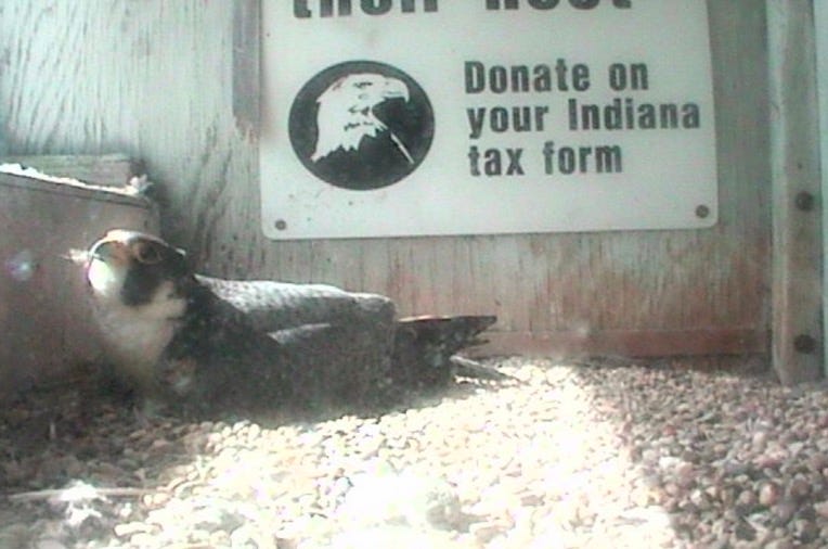 Bad sign: Falcon eggs are overdue