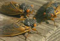 Cicada swarm about to emerge in parts of Ohio, Pennsylvania