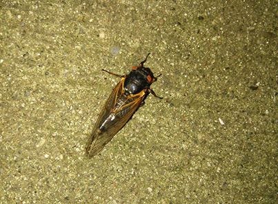 Big eyes, long wings, humming: Must be cicada season