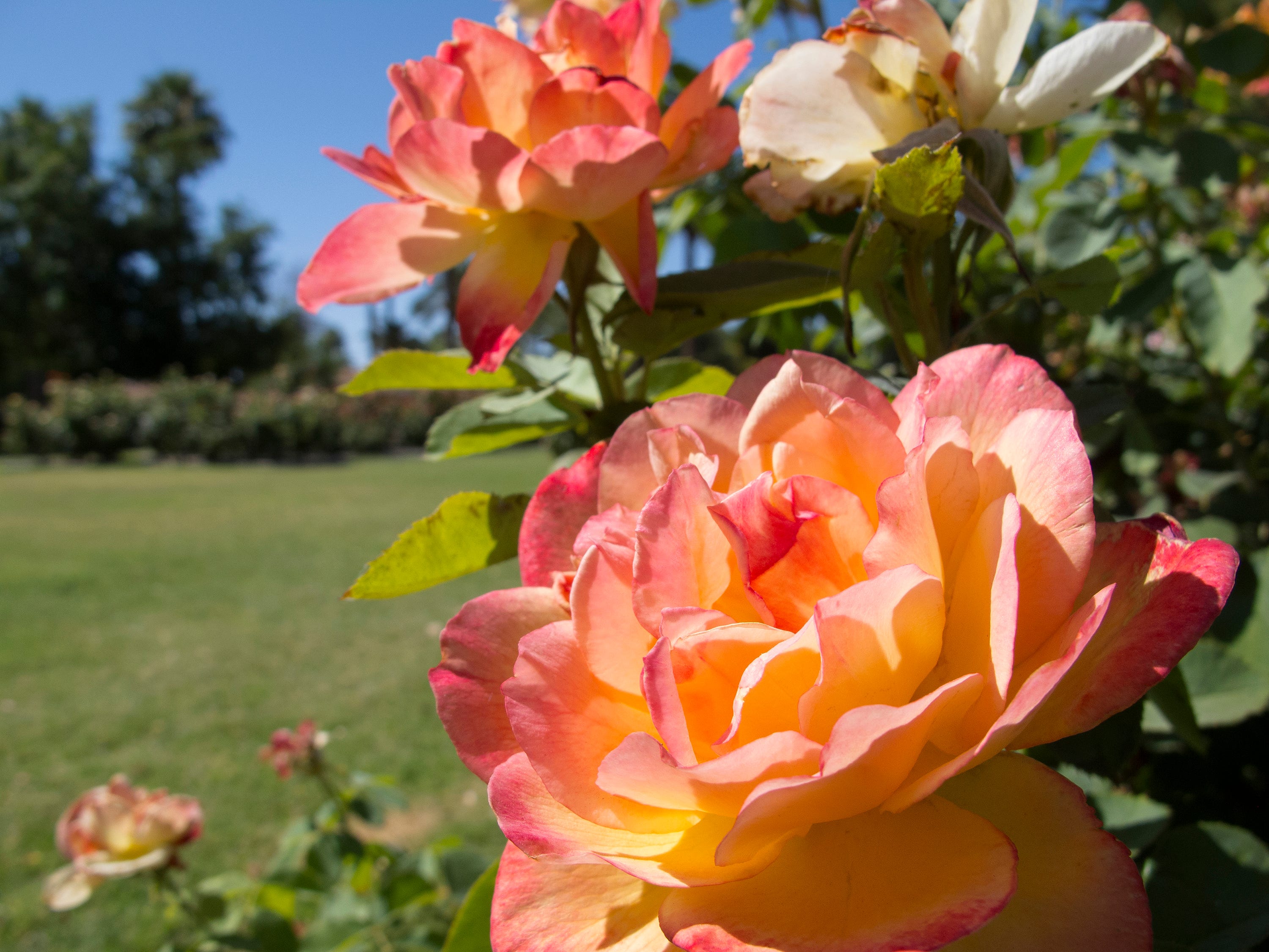 Here is how to prune roses, restore neglected rose bushes