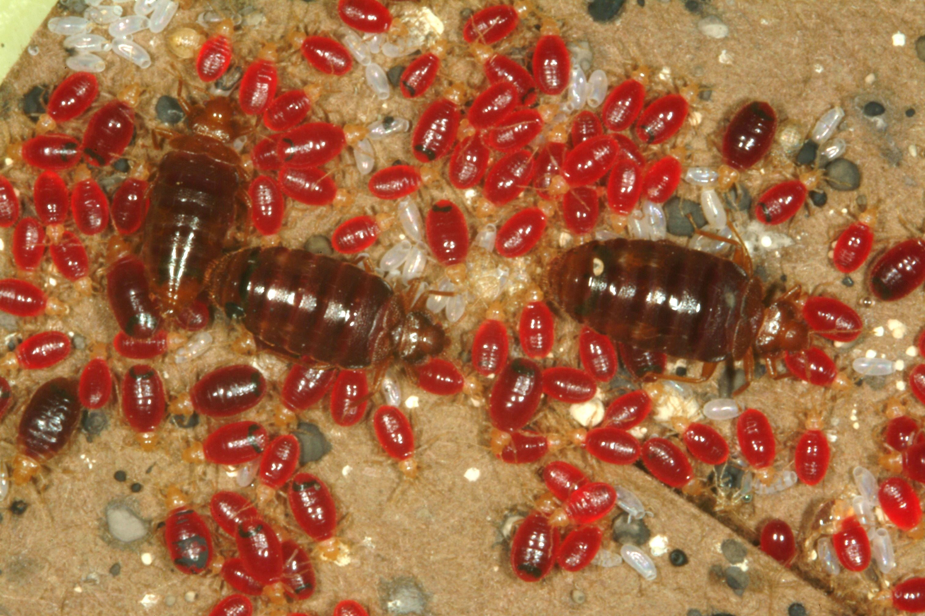 Bed bugs disappeared for 40 years, now they're back with a vengeance. Here's what to know