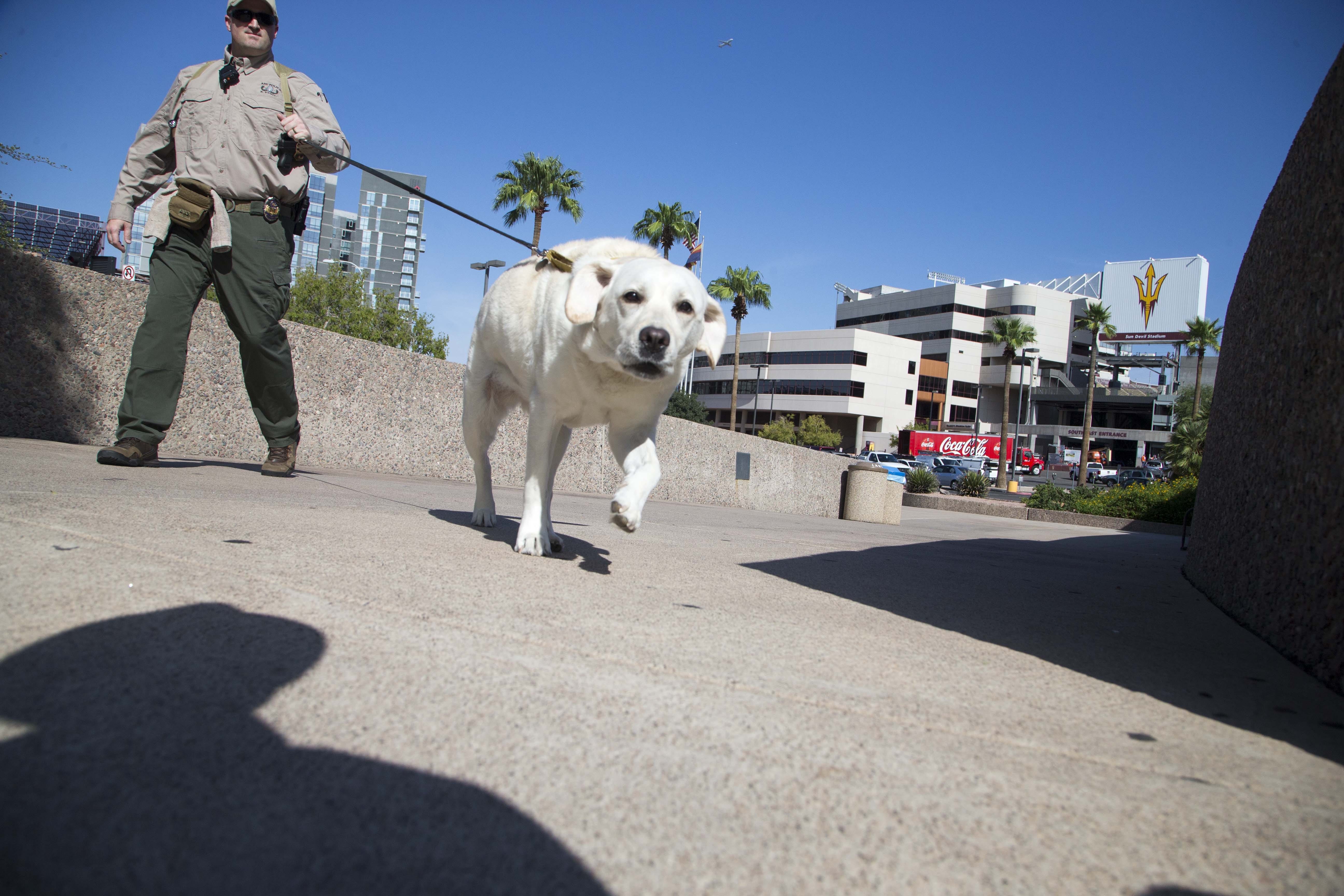 5 ways to fight crime while walking your dog