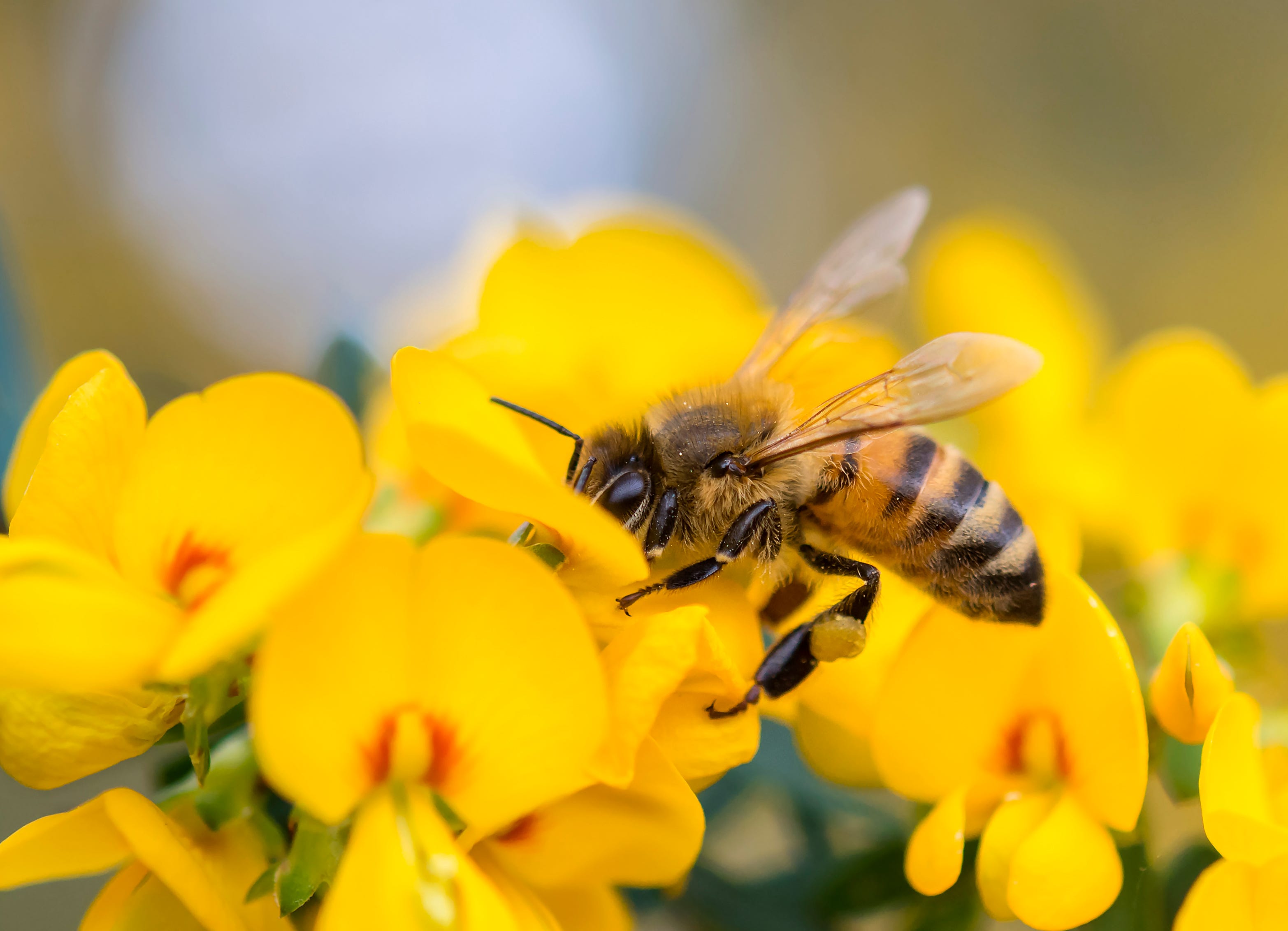 Honeybees are in trouble. Here's how you can help