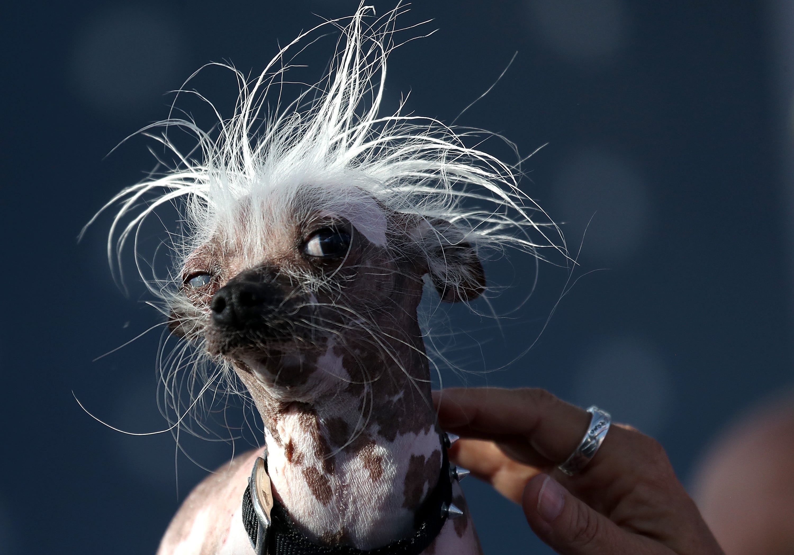 Worlds Ugliest Dog Elwood