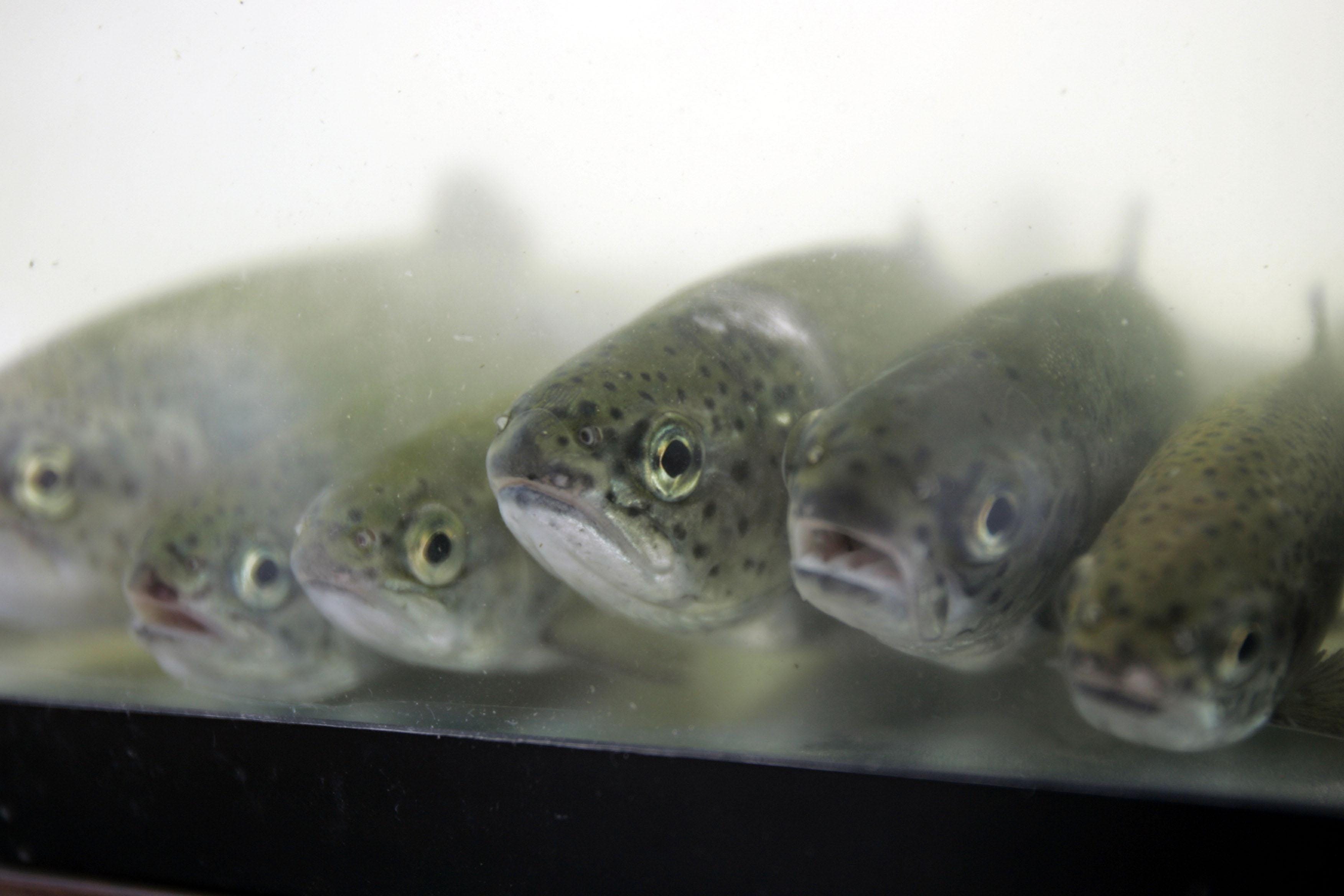 DEQ head delays ruling on fish hatchery expansion