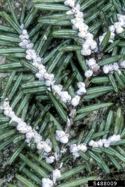 The latest invasive insect has 'sucking mouthparts' that kill hemlock trees