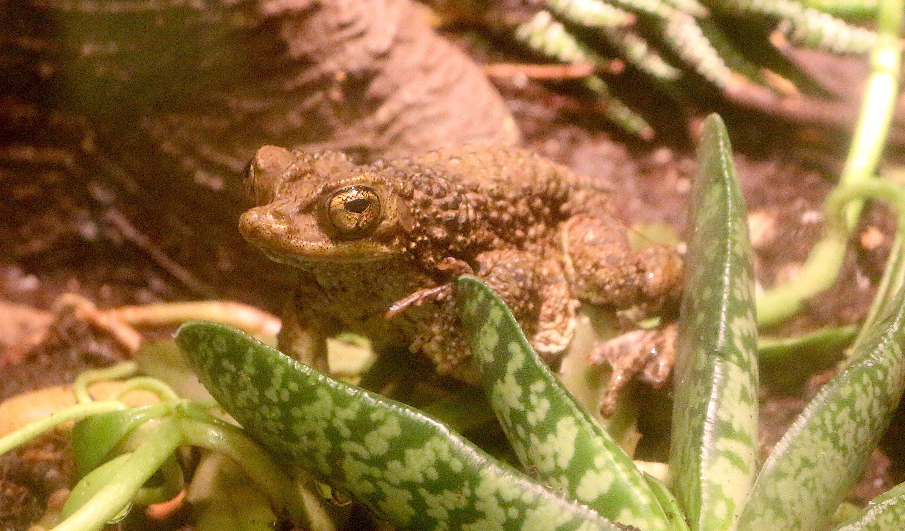 Detroit Zoo sending 5,600 tadpoles to permanent vacation in Puerto Rico Detroit Zoo sending 5,600 tadpoles to permanent vacation in Puerto Rico
