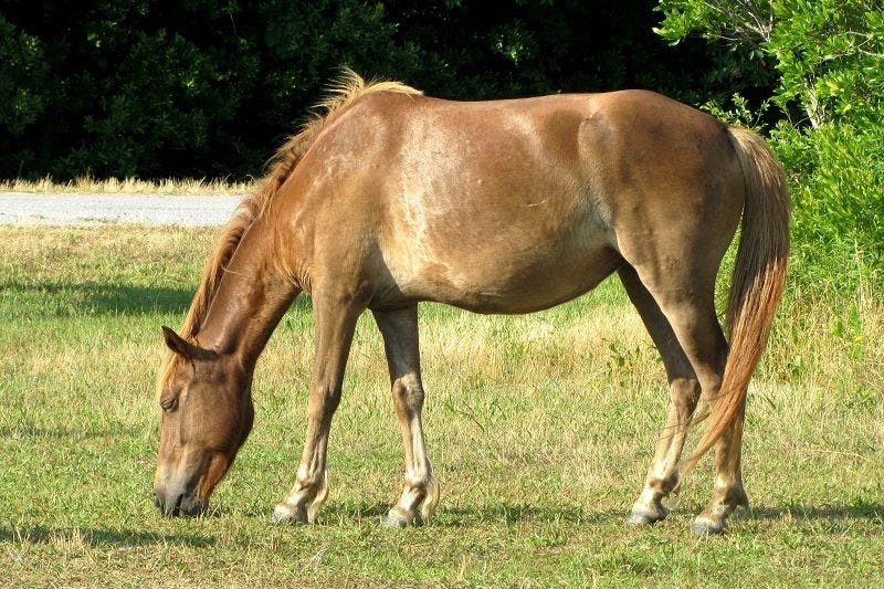 Assateague Island pony dies after eating dog food
