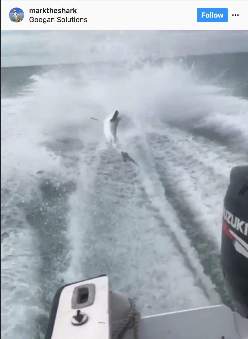 Shark dragged behind high-speed boat in video sparks investigation in Florida