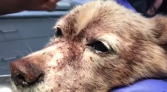 Dog With Deadly Flea Infestation Saved By Emergency Blood Transfusion Abc10 Com