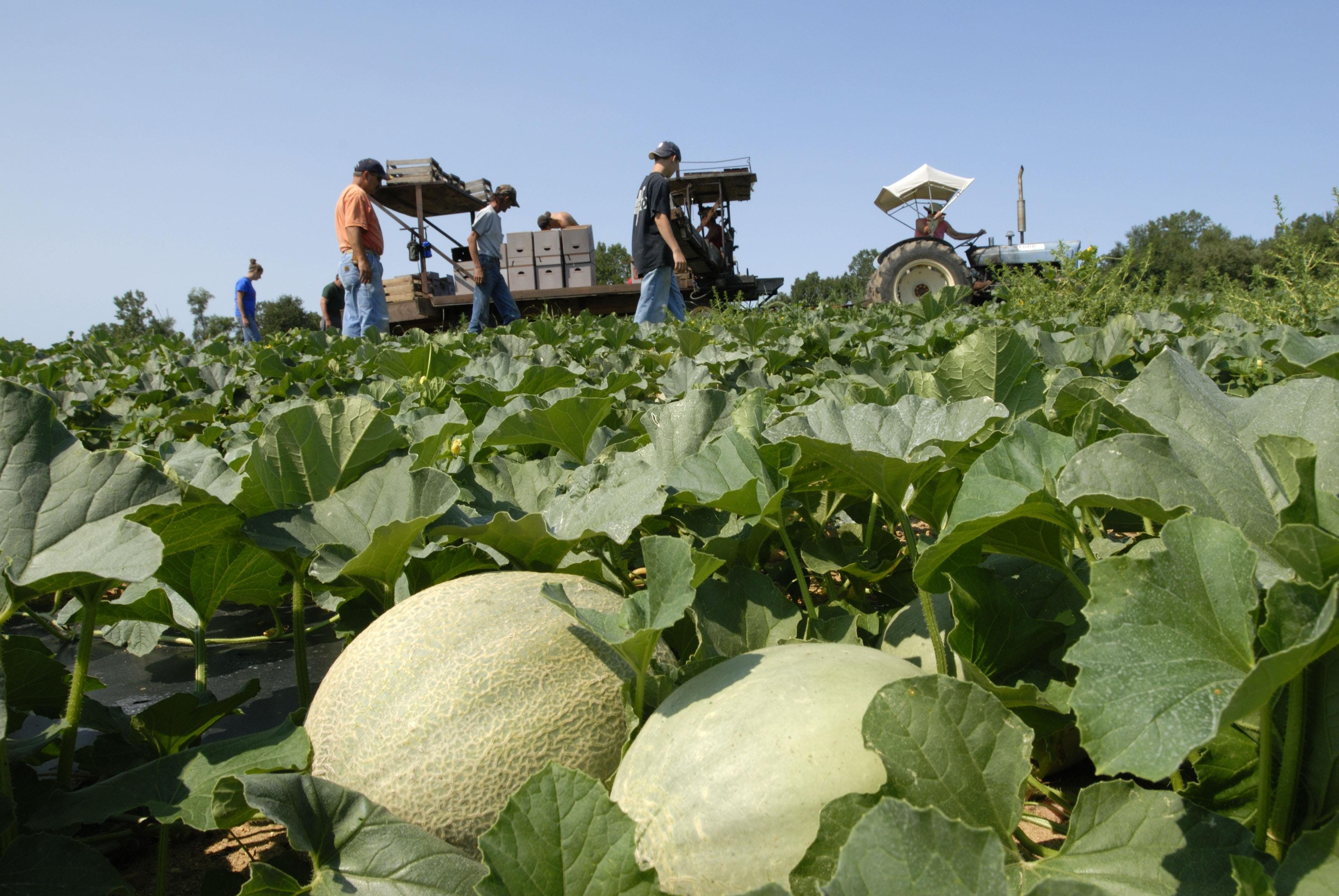 Smith: Celebrating Michigan’s agriculture