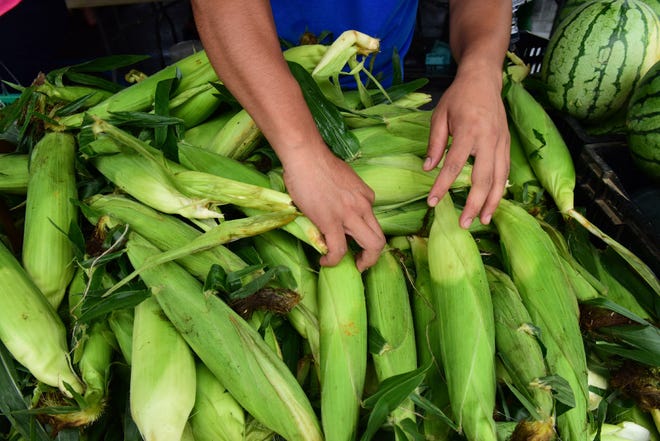 Ένας υπάλληλος της Alstede Farms τακτοποιεί σόργο σε μια αγορά αγροτών στη Μελβούρνη.