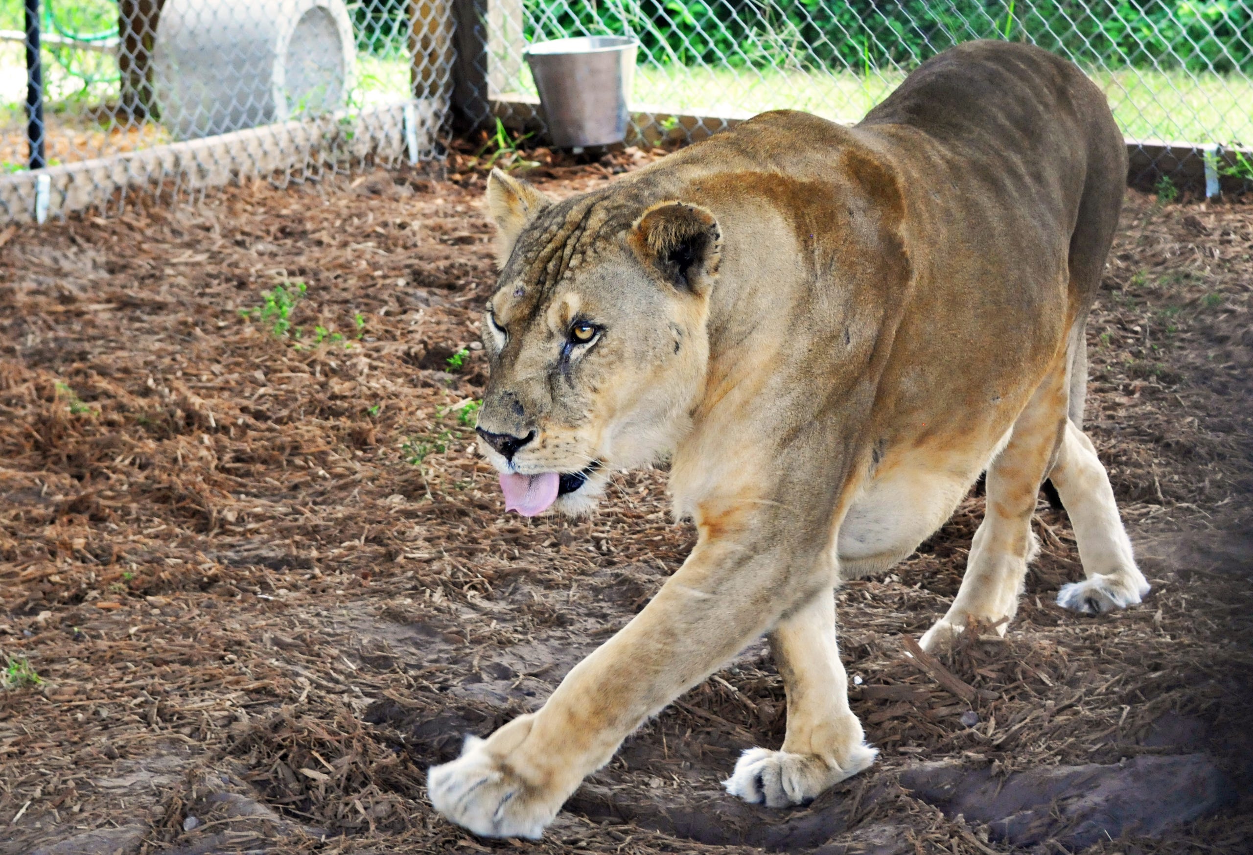 Photos Big Cats At Central Florida Animal Reserve