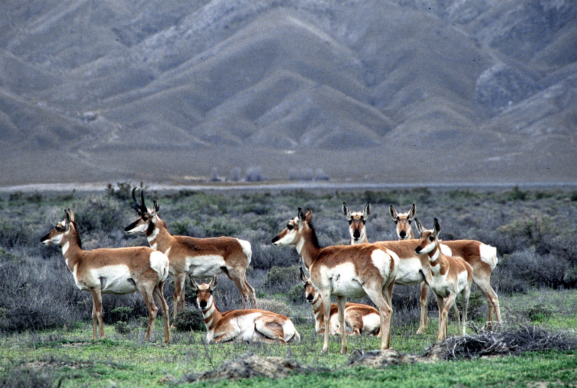Nevada calls emergency deer, antelope hunts due to fires