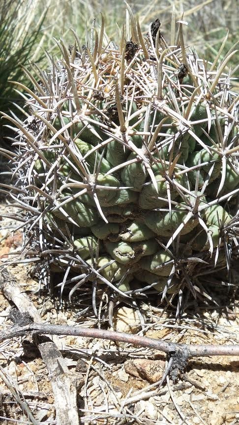 Does pineapple grow in Arizona? Here&apos;s the prickly truth