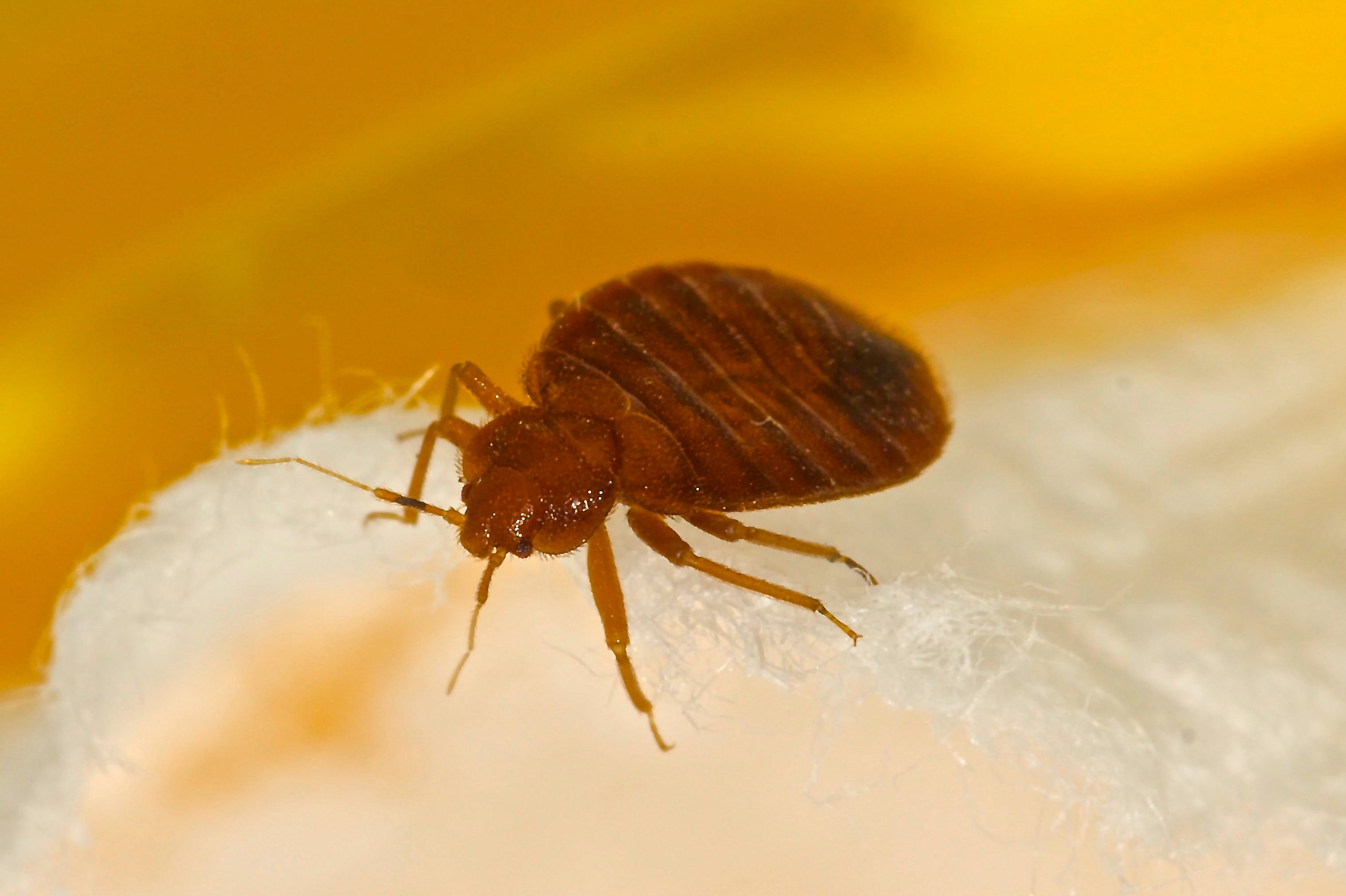 Bedbugs ... at the office? Pests found at Gates Maximus location