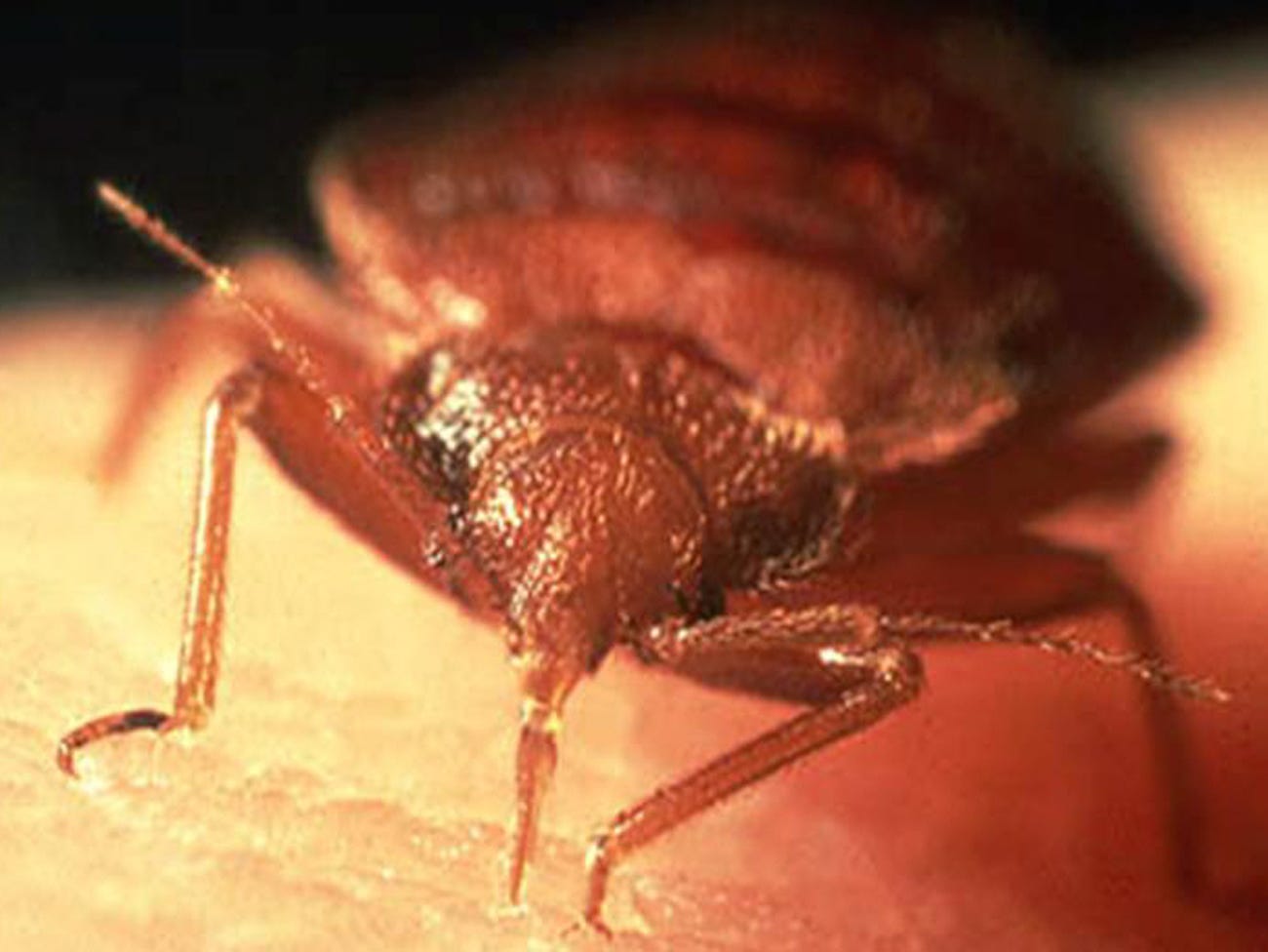 Indianapolis ranked among top 10 worst on bedbug infestation list