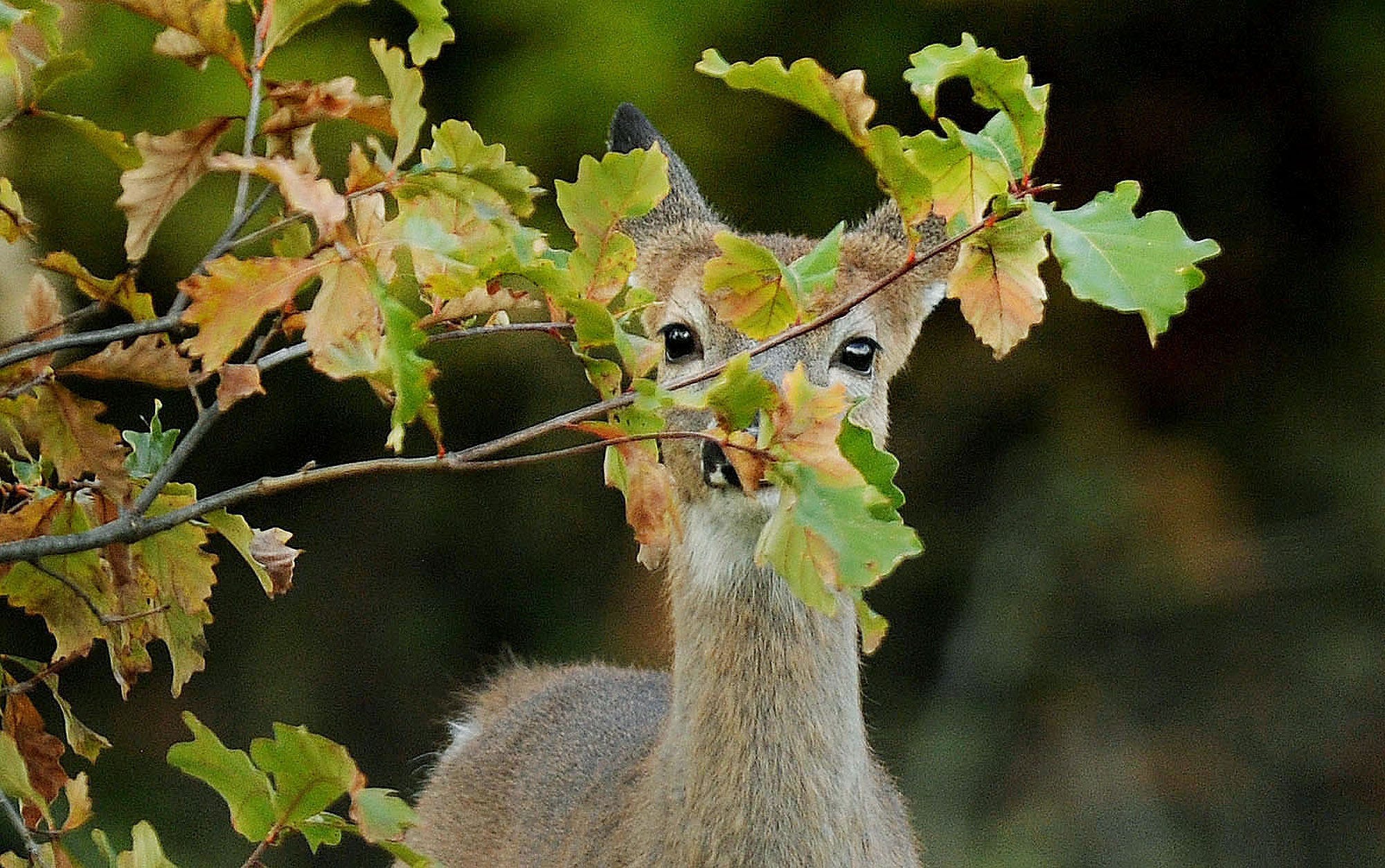 Indiana deer hunter fatally shot in tree stand