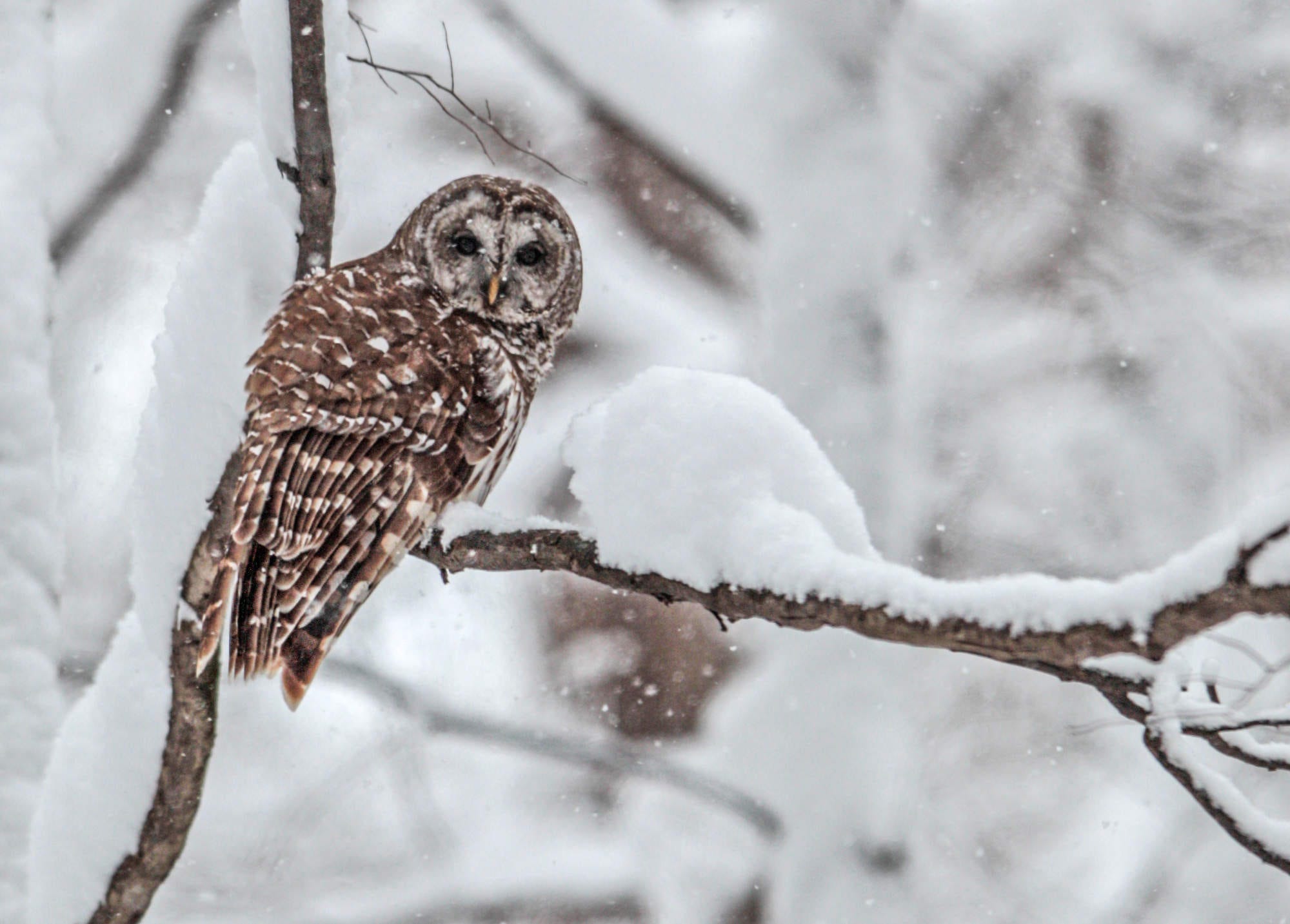 It's snowing (and sleeting and raining) around Indianapolis
