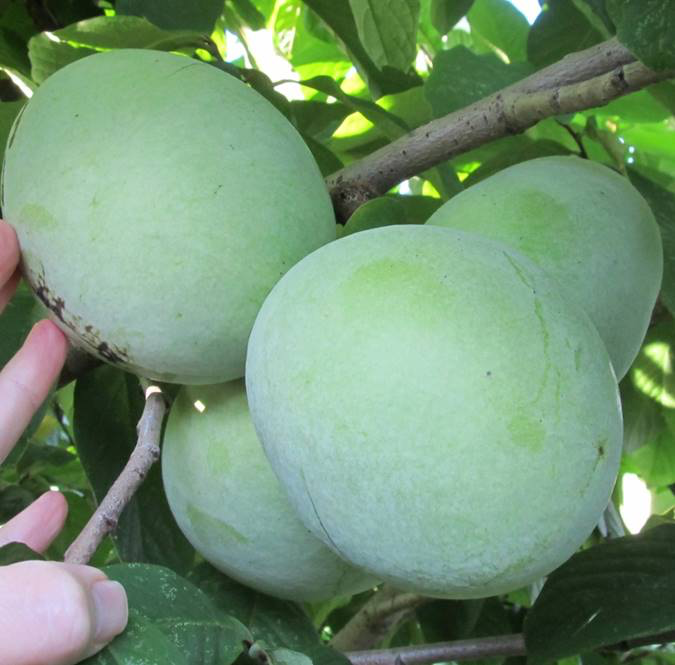 Hunting for pawpaws a cherished Ky. tradition