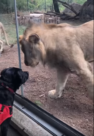 Video shows Indianapolis Zoo lions charging at service dog