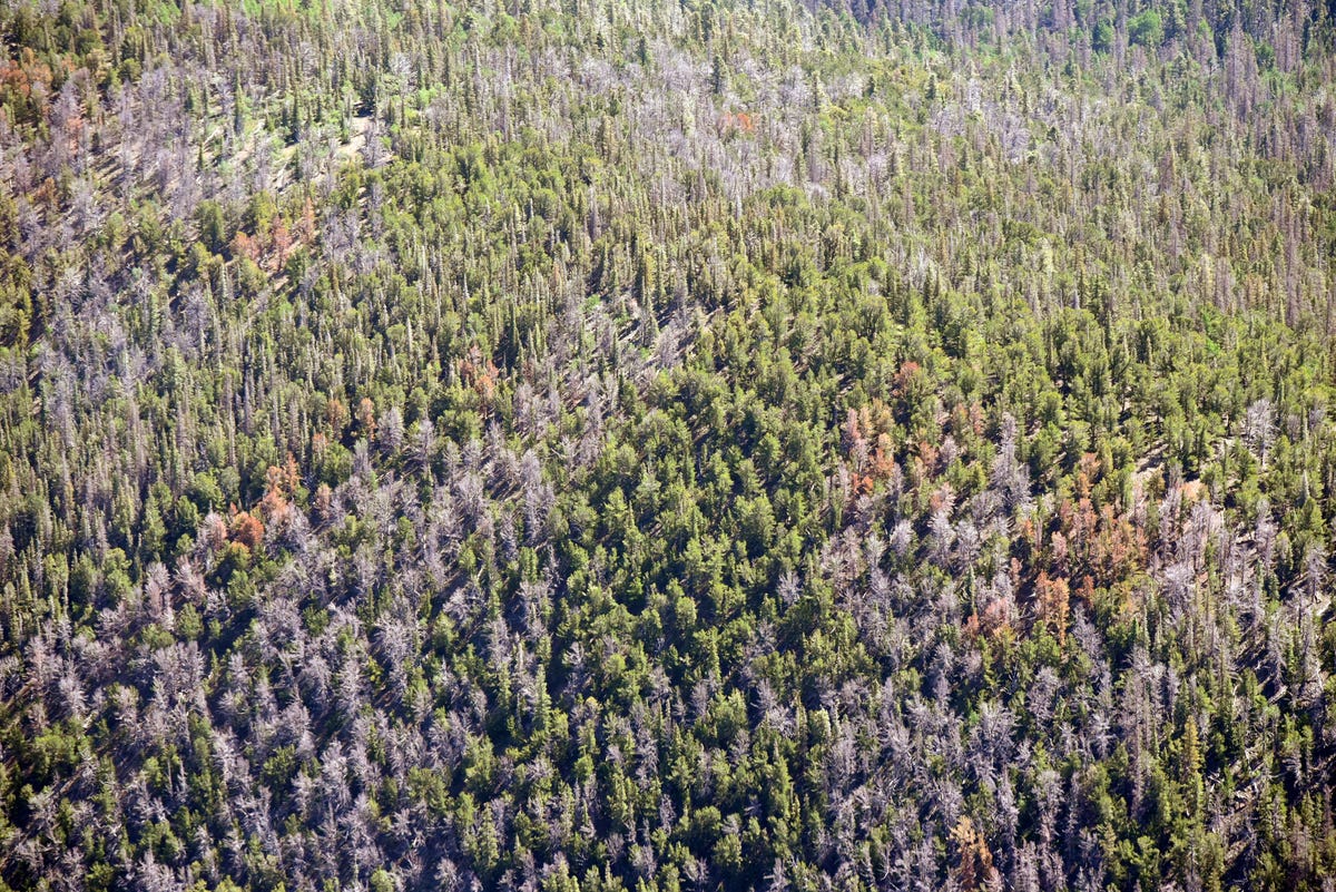 Lingering Dead Trees In Colorado Forests Put Us In Danger Of