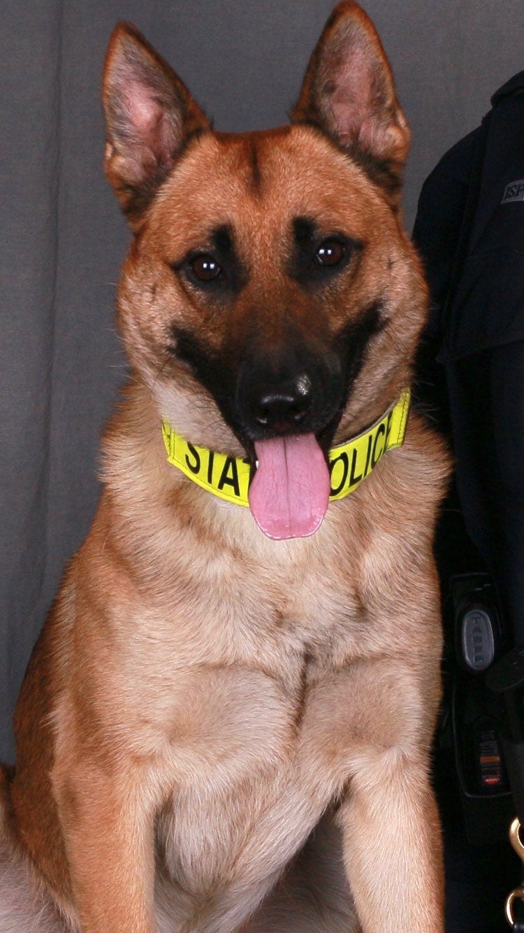 Police dog has bullet fragments in his neck, but the plan is to get back on the streets