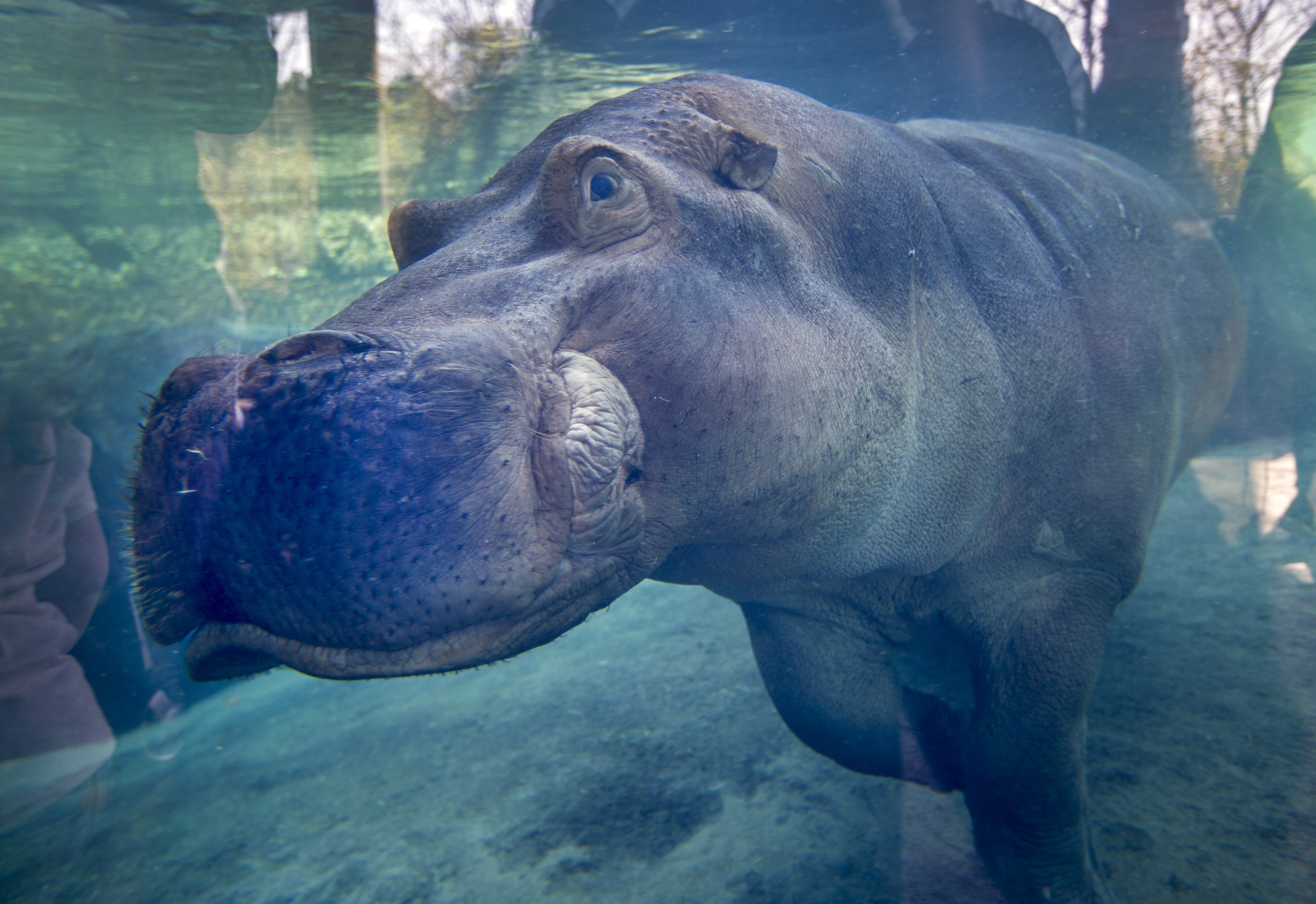 Fiona's dad, Henry the hippo, dies at Cincinnati Zoo