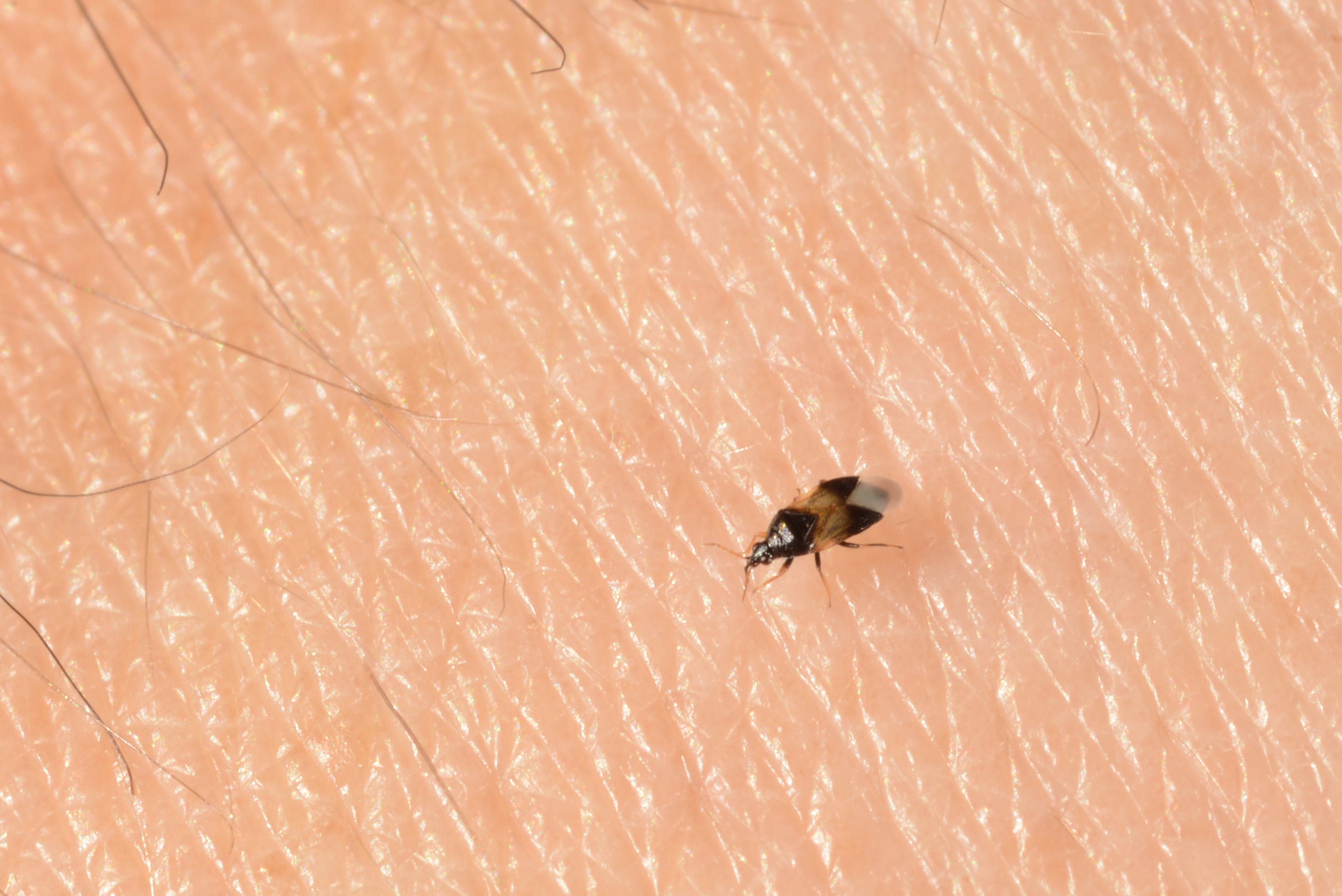 what apos s biting you could be these bugs whose bite is bigger minute pirate bug bite