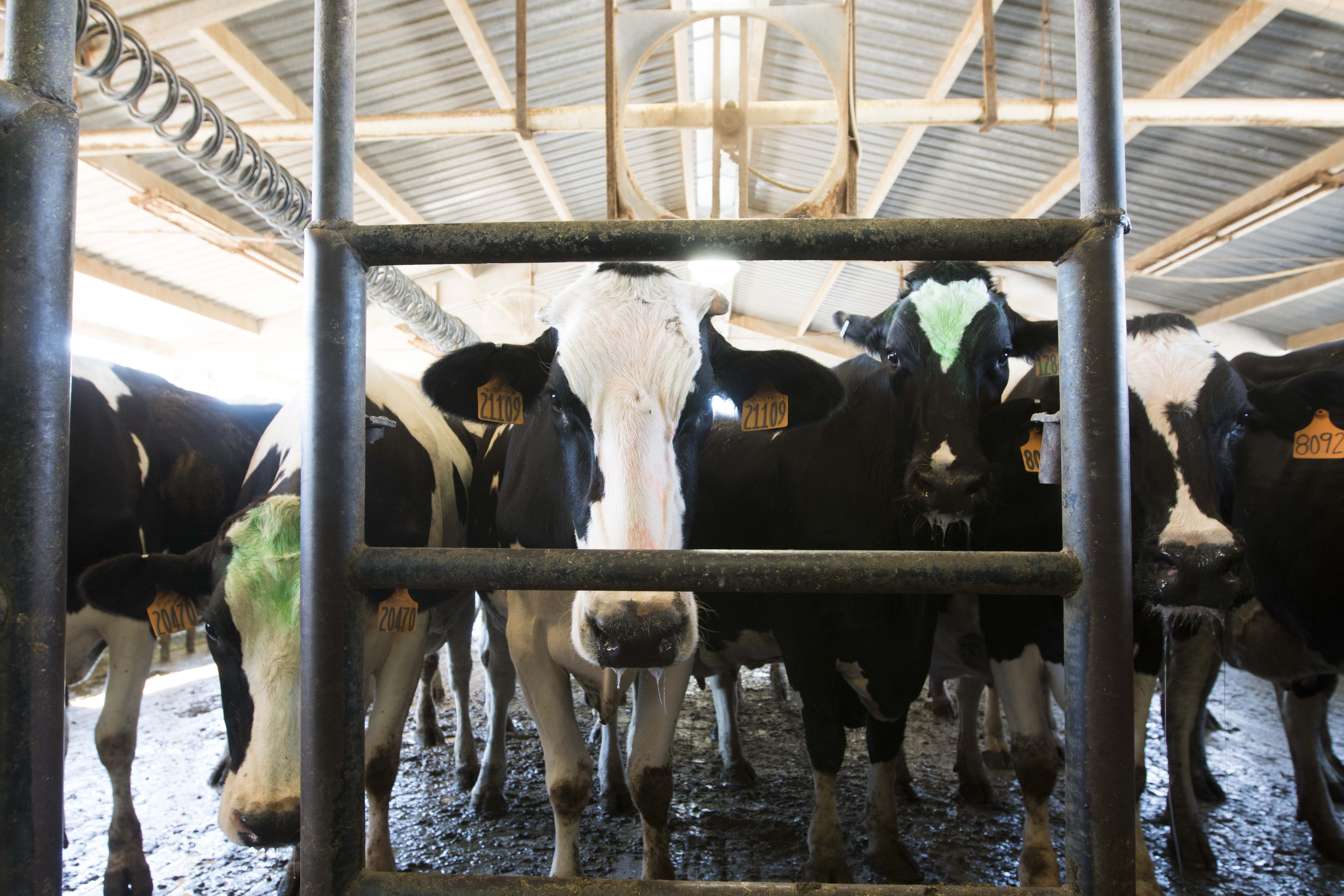 Mesa area’s last dairy farmers look to develop 860 acres, leave area ...