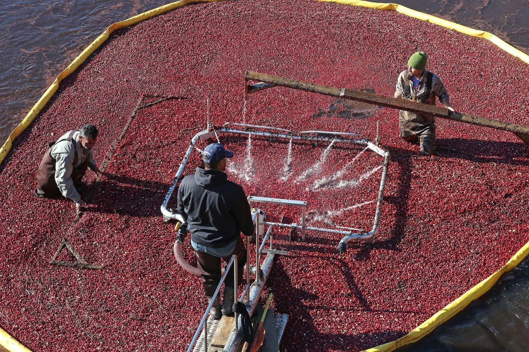 In this Oct. 17, 2017 photo, Six Pine Island Cranberry Co. workers push floating berries into a bog-side cleaner in Chatsworth. Tractors drag a yellow boom around the bog to section it off for workers to harvest. The cleaner washes the berries, which are then transported by truck to the Ocean Spray receiving center. (Craig Matthews/The Press of Atlantic City via AP)