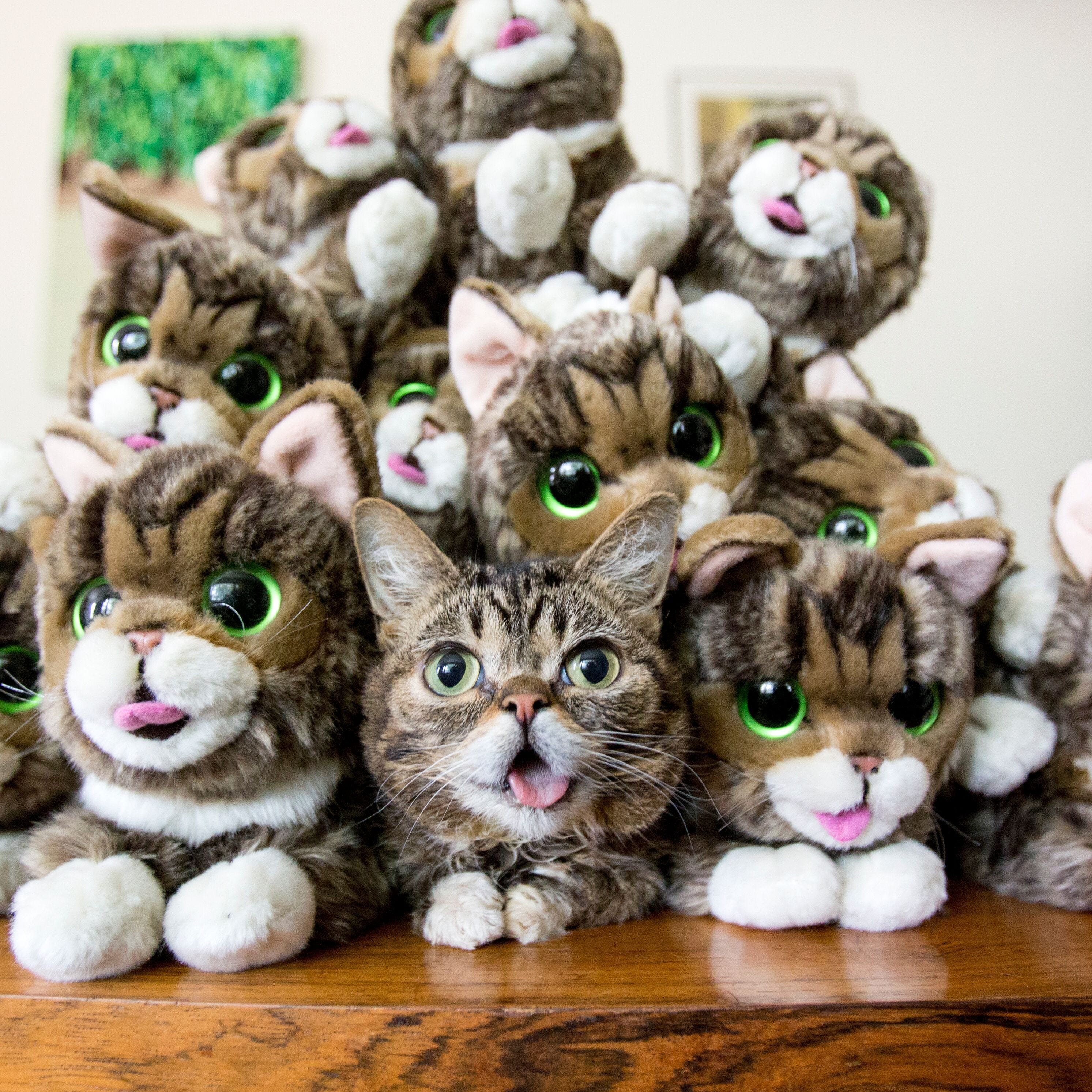 Indiana's most famous cat is back: This time Lil BUB is using her fame to help other pets
